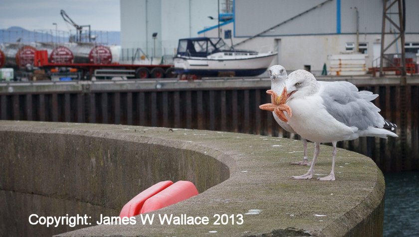Seagull version of Star Wars played out at Mallaig Harbour 18 October 2013